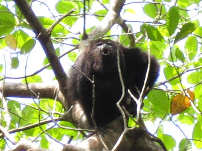 Community Baboon Sanctuary, Belize